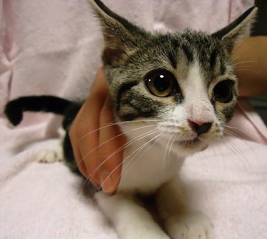 f:id:animal_protections:20130129171033j:image f:id:animal_protections:20130129171033j:image