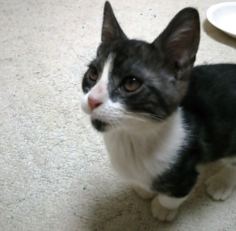 f:id:animal_protections:20130130153134j:image