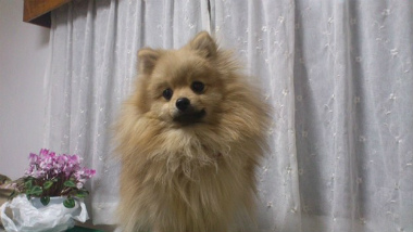 f:id:animal_protections:20130209090654j:image f:id:animal_protections:20130209090654j:image
