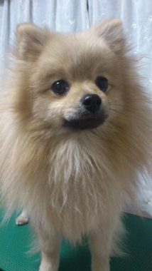 f:id:animal_protections:20130209090655j:image f:id:animal_protections:20130209090655j:image