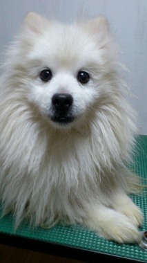 f:id:animal_protections:20130216234032j:image