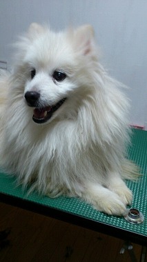 f:id:animal_protections:20130216234033j:image