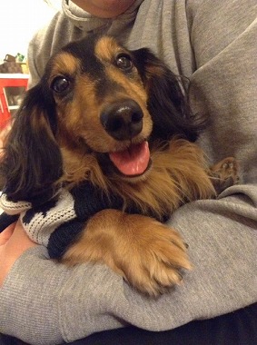 f:id:animal_protections:20130218155922j:image f:id:animal_protections:20130218155922j:image