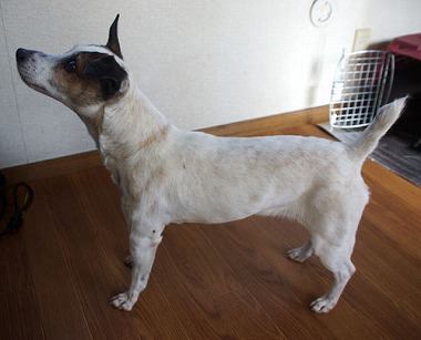 f:id:animal_protections:20130218155925j:image f:id:animal_protections:20130218155925j:image