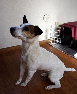 f:id:animal_protections:20130218155927j:image f:id:animal_protections:20130218155927j:image