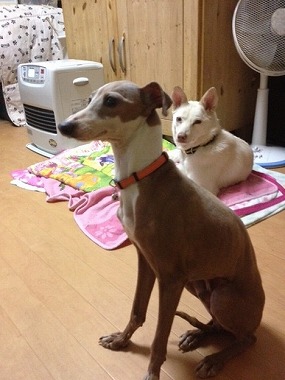 f:id:animal_protections:20130228221448j:image