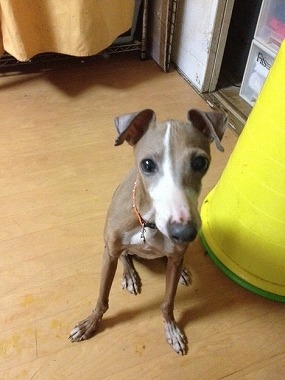 f:id:animal_protections:20130228221449j:image