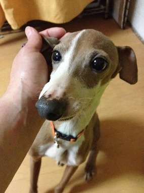 f:id:animal_protections:20130228221450j:image