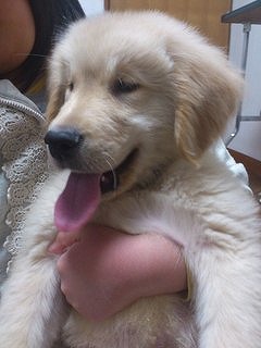 f:id:animal_protections:20130331175105j:image