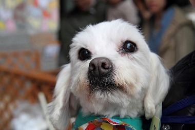 f:id:animal_protections:20130403232542j:image
