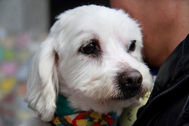 f:id:animal_protections:20130403232543j:image