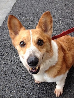 f:id:animal_protections:20130403232545j:image f:id:animal_protections:20130403232545j:image
