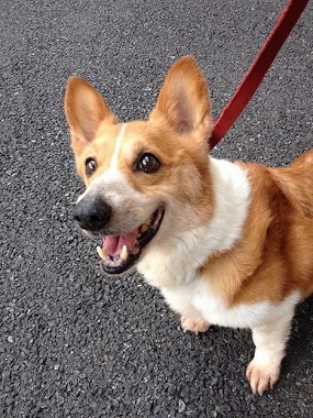 f:id:animal_protections:20130403232546j:image f:id:animal_protections:20130403232546j:image