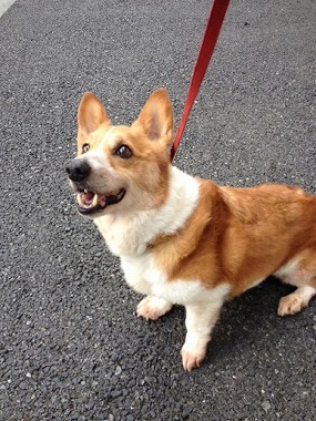 f:id:animal_protections:20130403232547j:image f:id:animal_protections:20130403232547j:image
