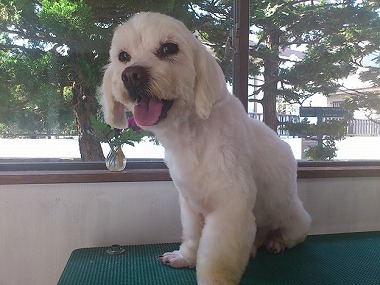 f:id:animal_protections:20130403232548j:image
