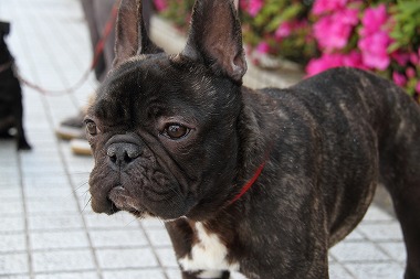 f:id:animal_protections:20130428222706j:image