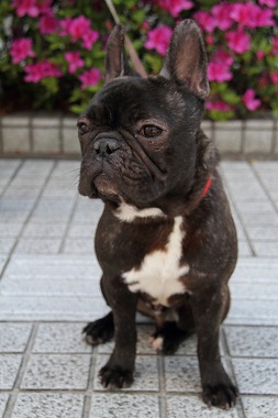 f:id:animal_protections:20130428222709j:image