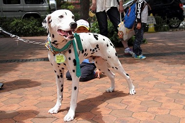 f:id:animal_protections:20130525220524j:image