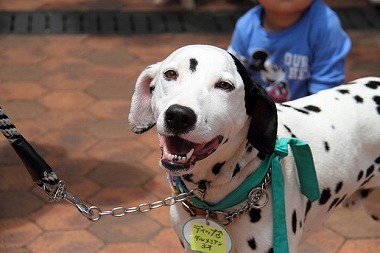 f:id:animal_protections:20130525220525j:image