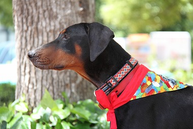 f:id:animal_protections:20130525220537j:image f:id:animal_protections:20130525220537j:image