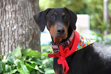 f:id:animal_protections:20130525220538j:image f:id:animal_protections:20130525220538j:image