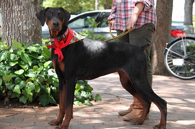 f:id:animal_protections:20130525220539j:image f:id:animal_protections:20130525220539j:image