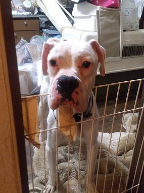 f:id:animal_protections:20130615095558j:image