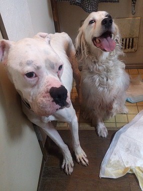 f:id:animal_protections:20130615095600j:image