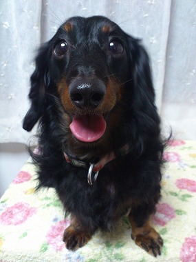 f:id:animal_protections:20130630111519j:image