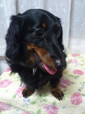 f:id:animal_protections:20130630111520j:image
