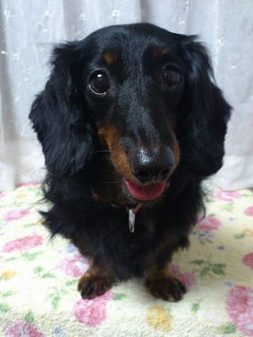f:id:animal_protections:20130630111521j:image