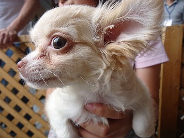 f:id:animal_protections:20130704233253j:image