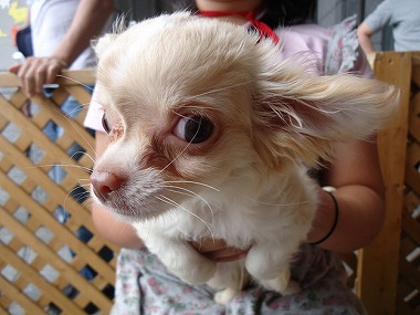 f:id:animal_protections:20130704233254j:image