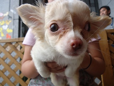 f:id:animal_protections:20130704233255j:image