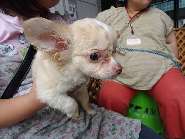 f:id:animal_protections:20130704233256j:image