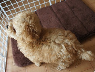 f:id:animal_protections:20130704233304j:image