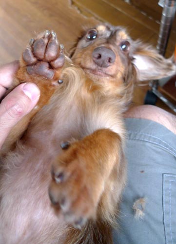 f:id:animal_protections:20130712095249j:image:w360 f:id:animal_protections:20130712095249j:image:w360