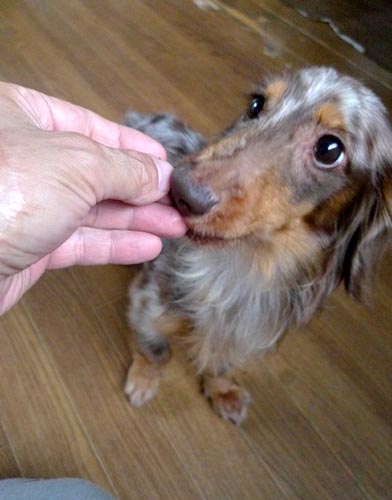 f:id:animal_protections:20130712095251j:image:w360 f:id:animal_protections:20130712095251j:image:w360