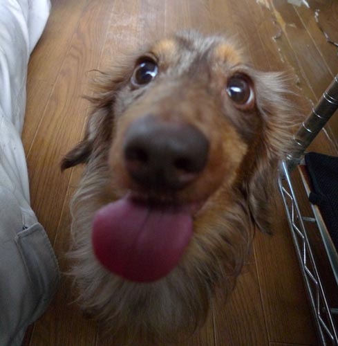 f:id:animal_protections:20130712095252j:image:w360 f:id:animal_protections:20130712095252j:image:w360