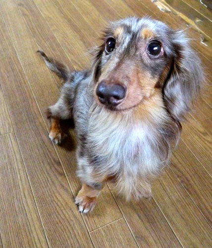 f:id:animal_protections:20130712095253j:image:w360 f:id:animal_protections:20130712095253j:image:w360