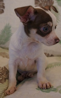 f:id:animal_protections:20130713202127j:image