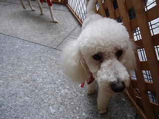 f:id:animal_protections:20130727084453j:image