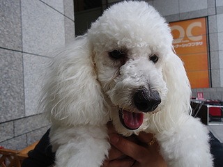 f:id:animal_protections:20130727084454j:image