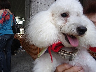 f:id:animal_protections:20130727084455j:image