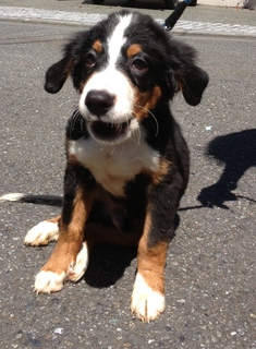 f:id:animal_protections:20130902153157j:image f:id:animal_protections:20130902153157j:image