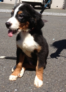 f:id:animal_protections:20130902153158j:image f:id:animal_protections:20130902153158j:image