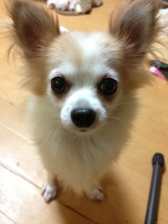 f:id:animal_protections:20130909145236j:image