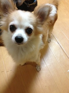 f:id:animal_protections:20130909145237j:image