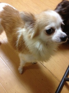 f:id:animal_protections:20130909145238j:image f:id:animal_protections:20130909145238j:image