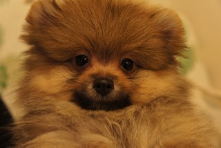 f:id:animal_protections:20130921220654j:image